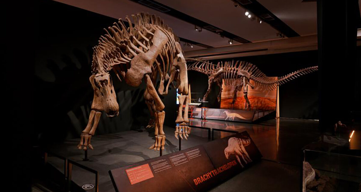 Los últimos descubrimientos de ornitópodos en CaixaForum