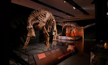 Los últimos descubrimientos de ornitópodos en CaixaForum