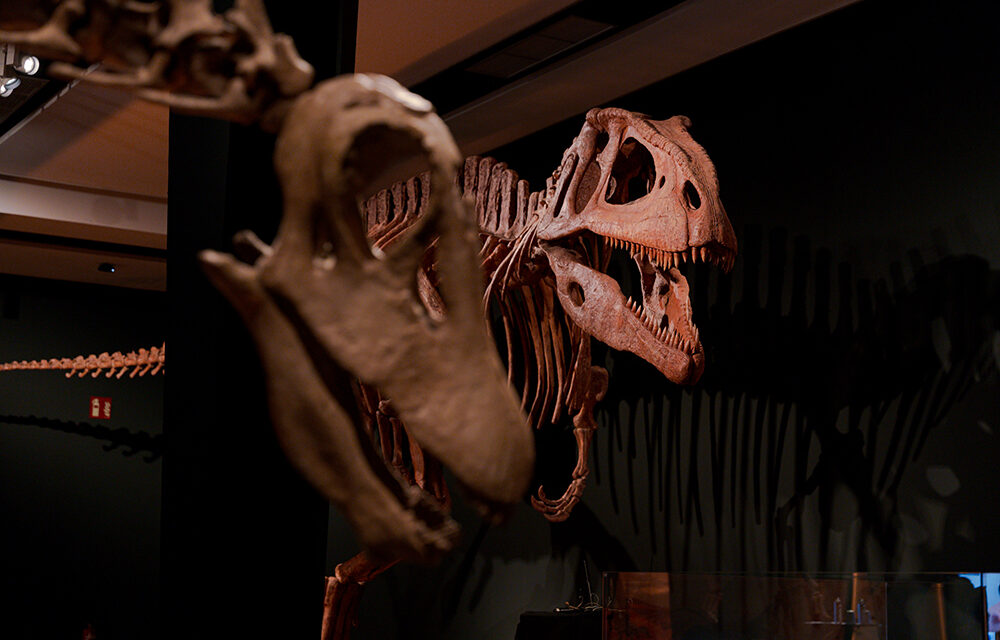 Los dinosaurios saurópodos de la península ibérica, en CaixaForum