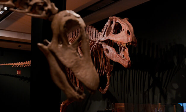 Los dinosaurios saurópodos de la península ibérica, en CaixaForum